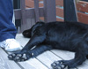 Player's Best Friend